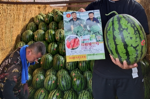 富联娱乐红娃娃3号西瓜