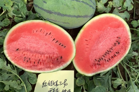 富联娱乐红娃娃3号西瓜