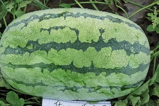 西瓜只为夏天而生吗？
