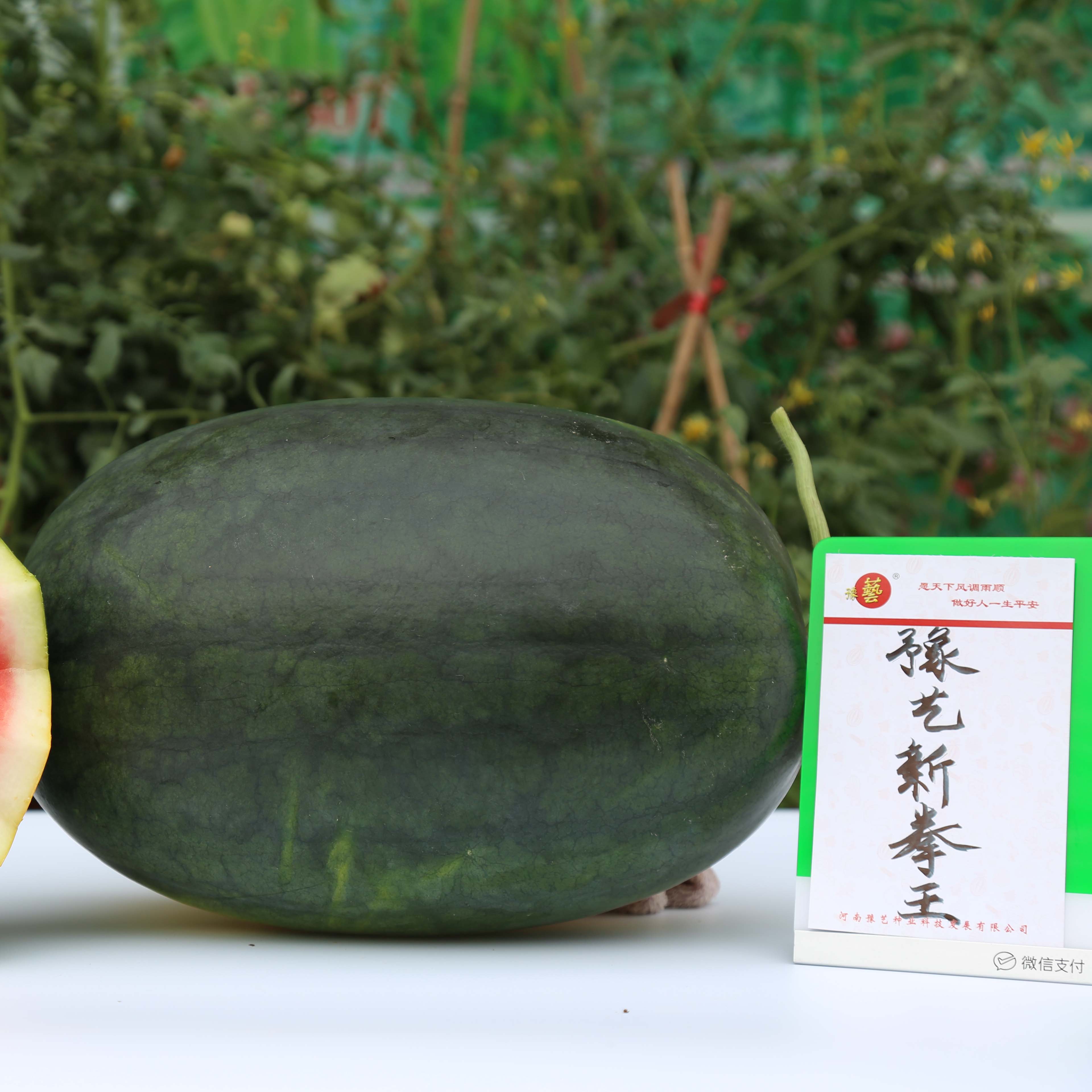 富联娱乐新拳王