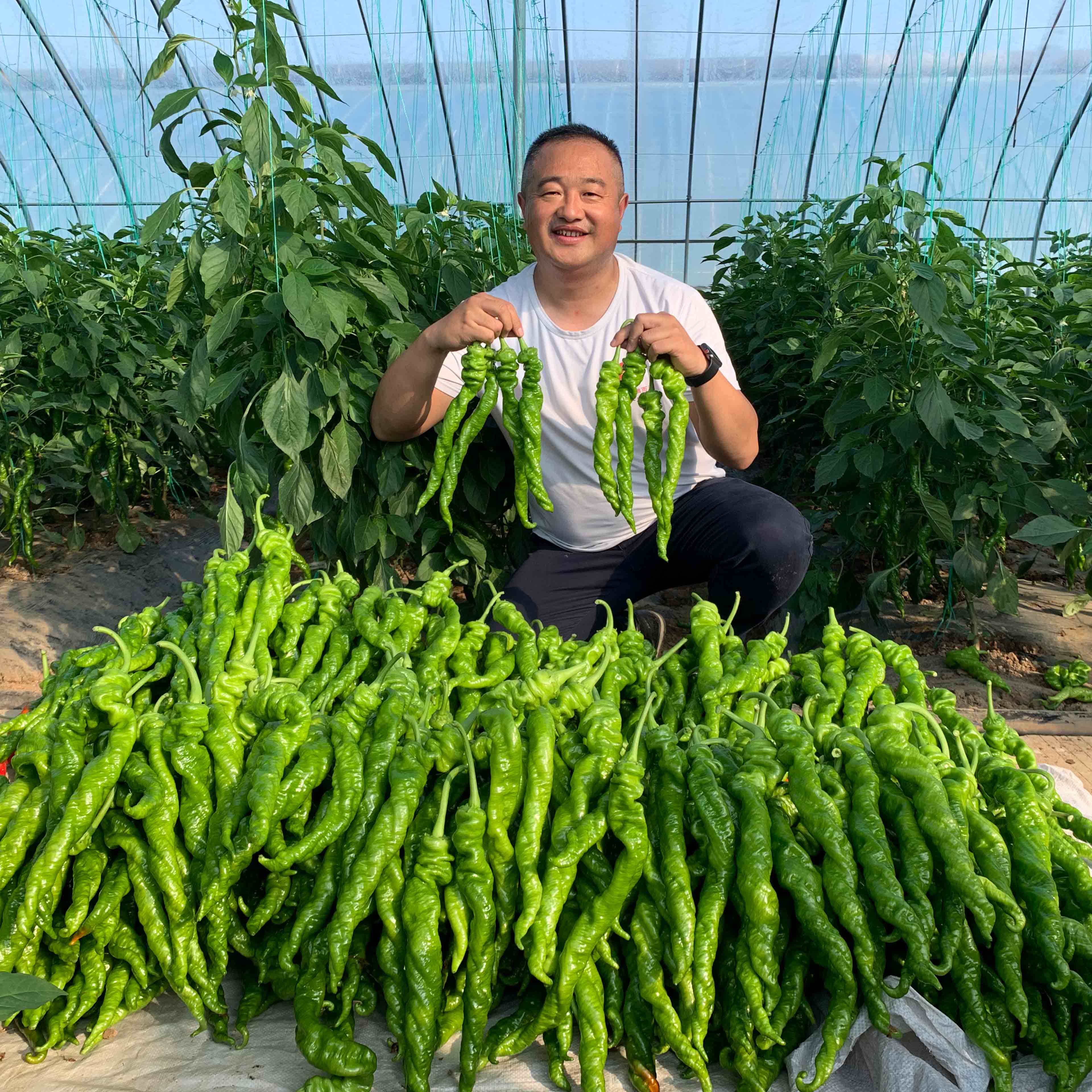 富联娱乐大ma花