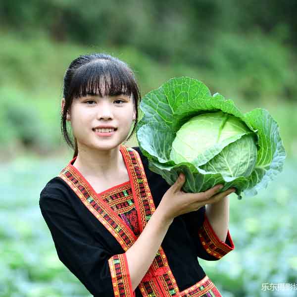 富联娱乐水果甘蓝