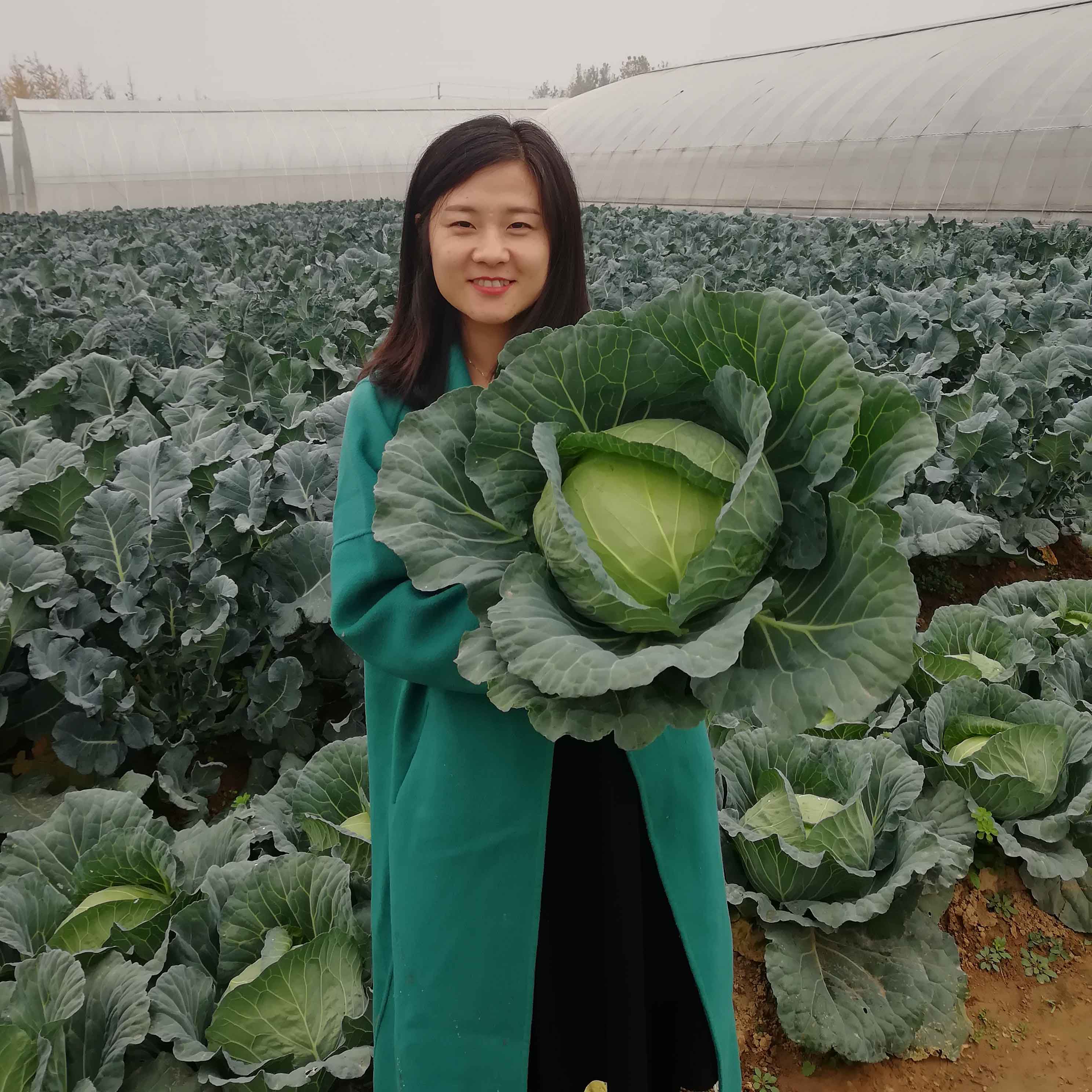 富联娱乐水果甘蓝