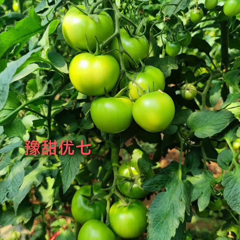 富联娱乐优七