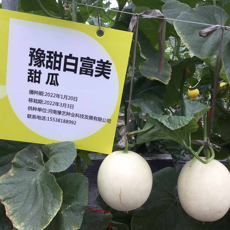 富联娱乐白富美甜瓜