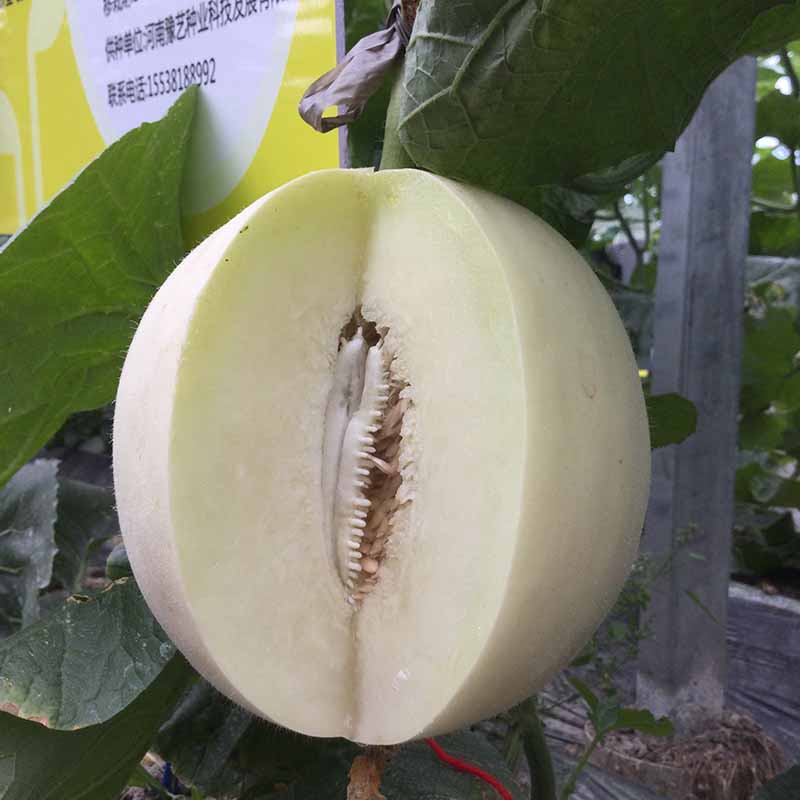 富联娱乐白富美甜瓜