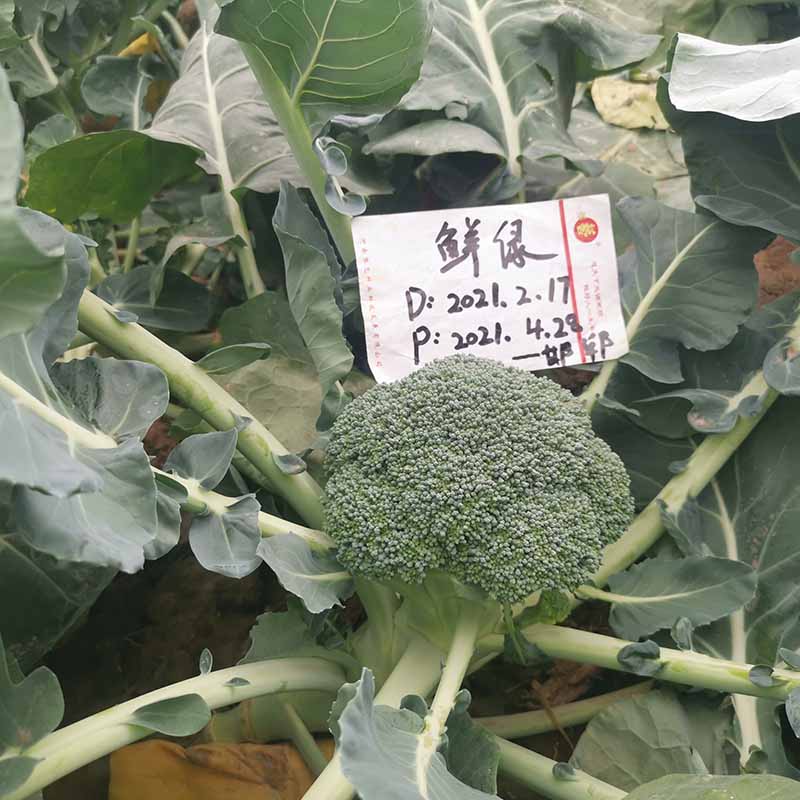 富联娱乐鲜绿