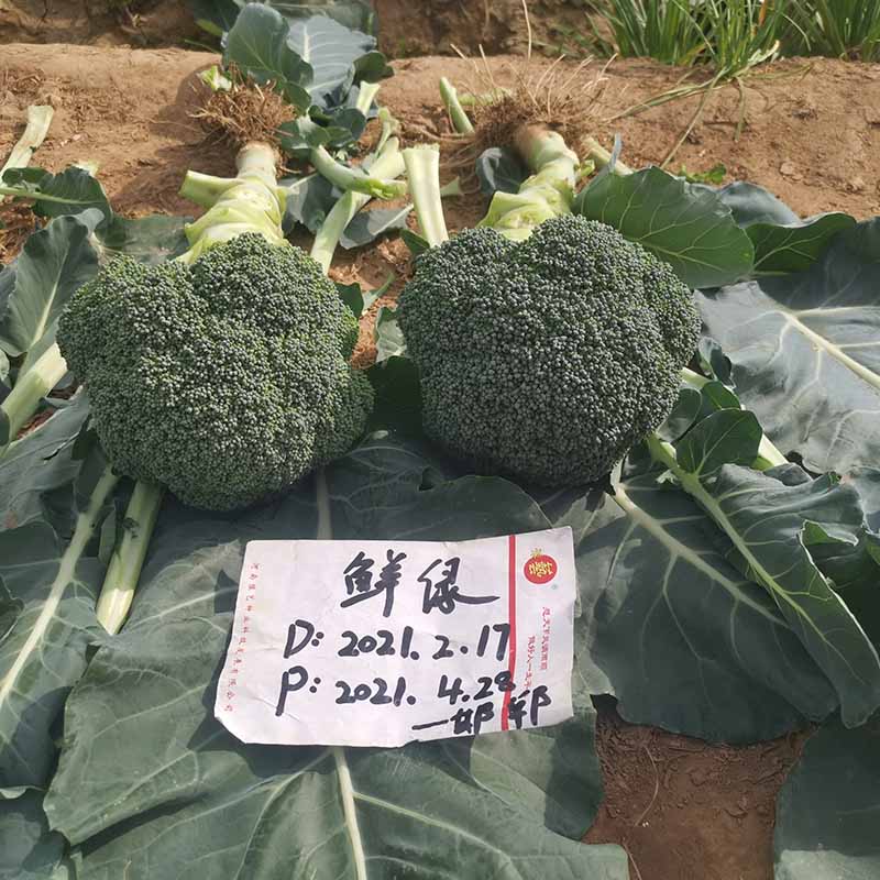 富联娱乐鲜绿
