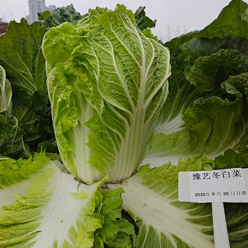 富联娱乐冬白菜