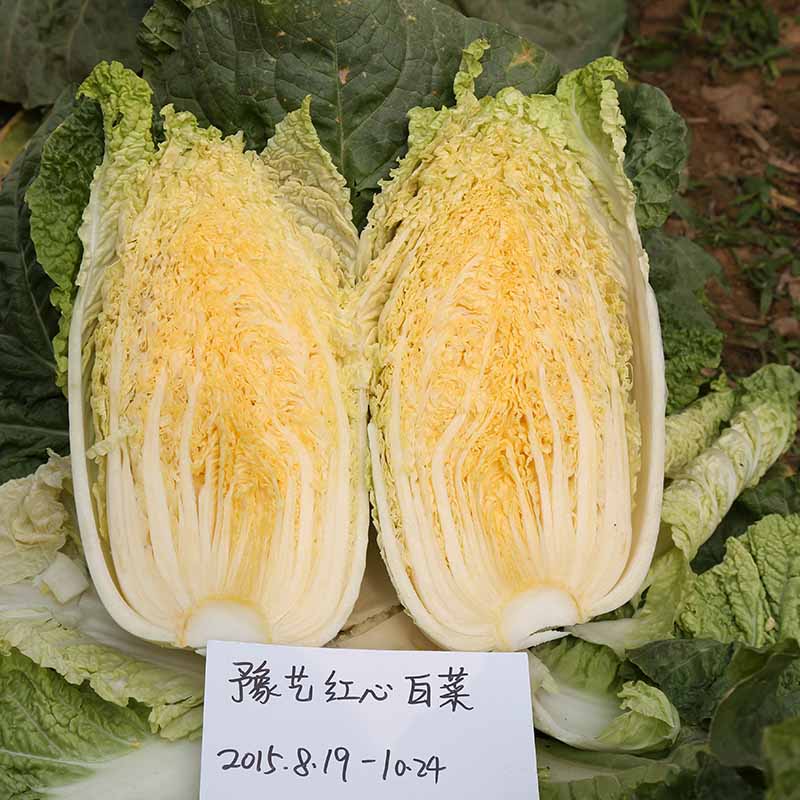 富联娱乐红心白菜