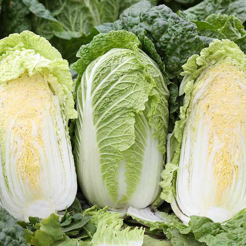 富联娱乐金玲珑白菜