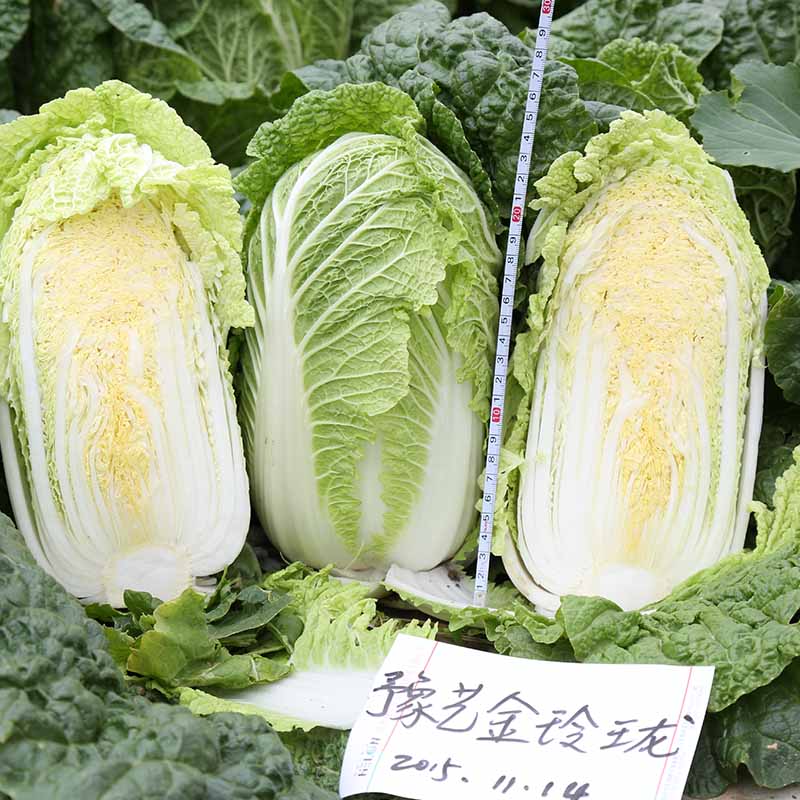 富联娱乐金玲珑白菜
