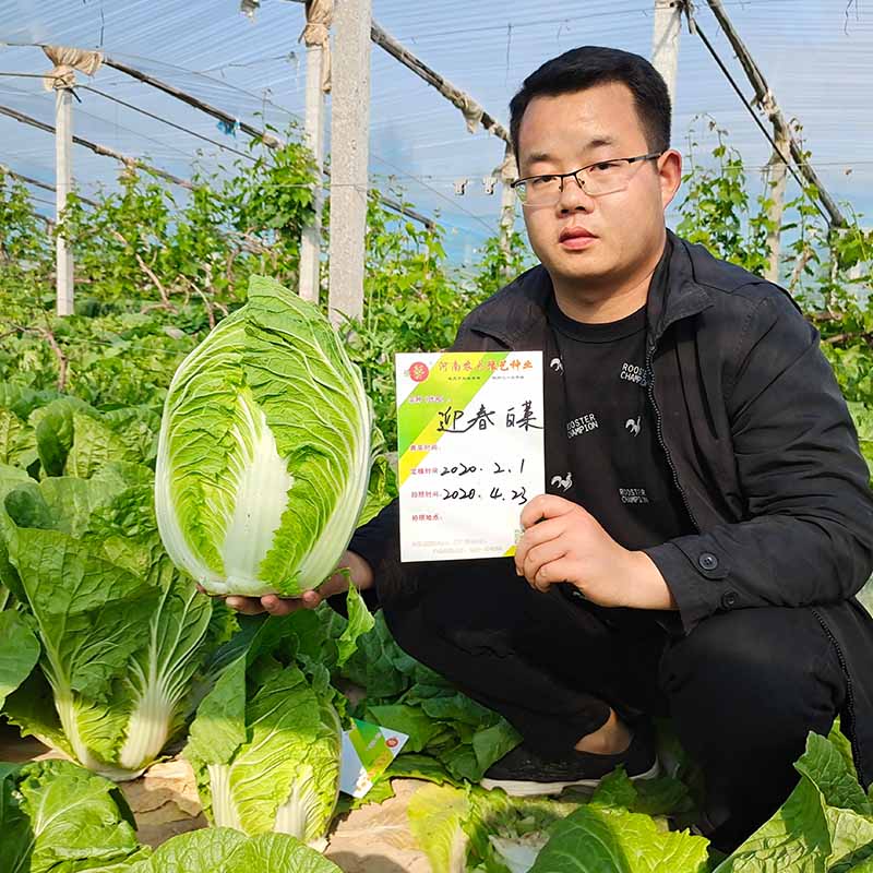 富联娱乐迎春白菜