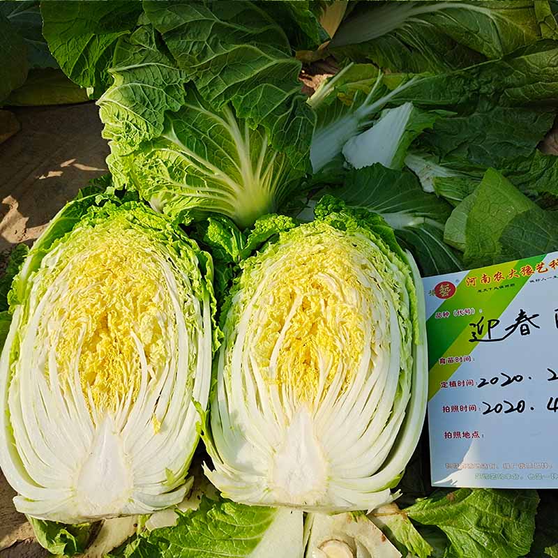 富联娱乐迎春白菜