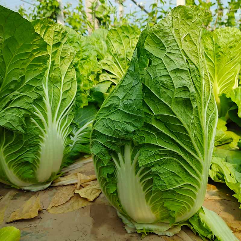 富联娱乐迎春白菜