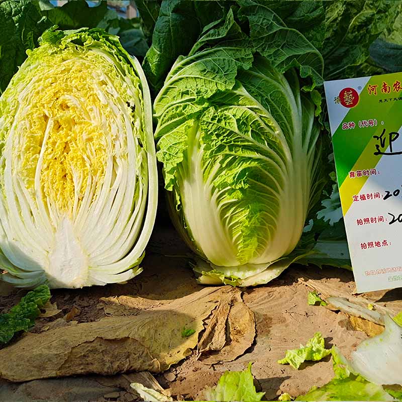富联娱乐迎春白菜