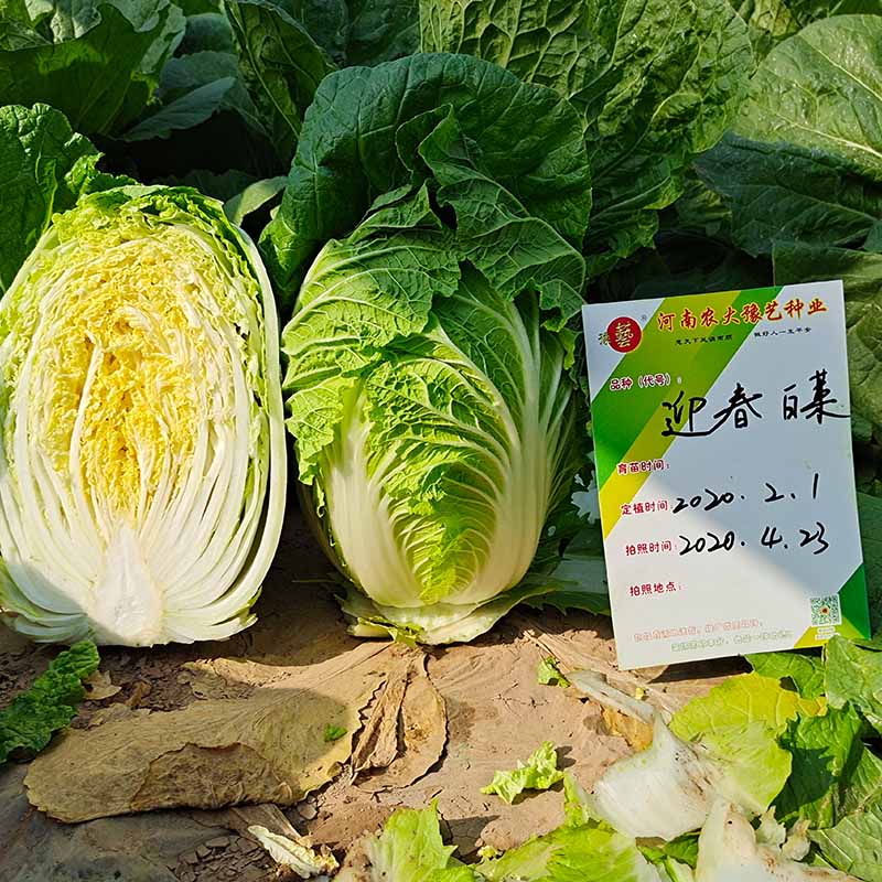 富联娱乐迎春白菜