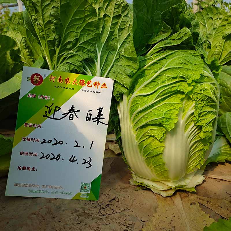 富联娱乐迎春白菜