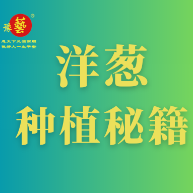 洋葱种植秘籍：掌握这八点，种出优质洋葱！